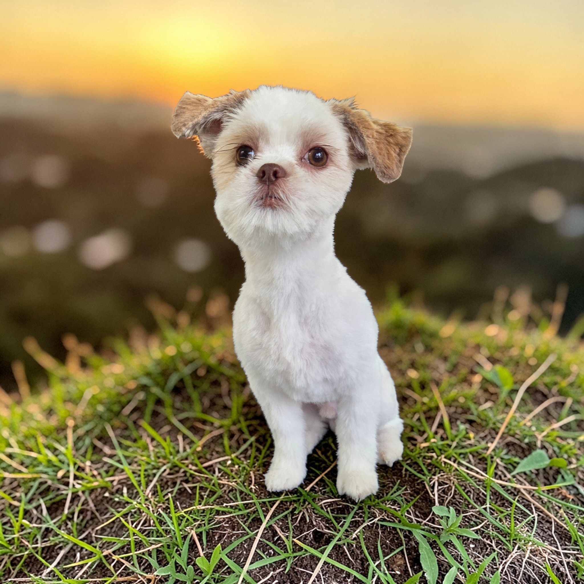 Kleine witte hond, verzorgd door De Trimster