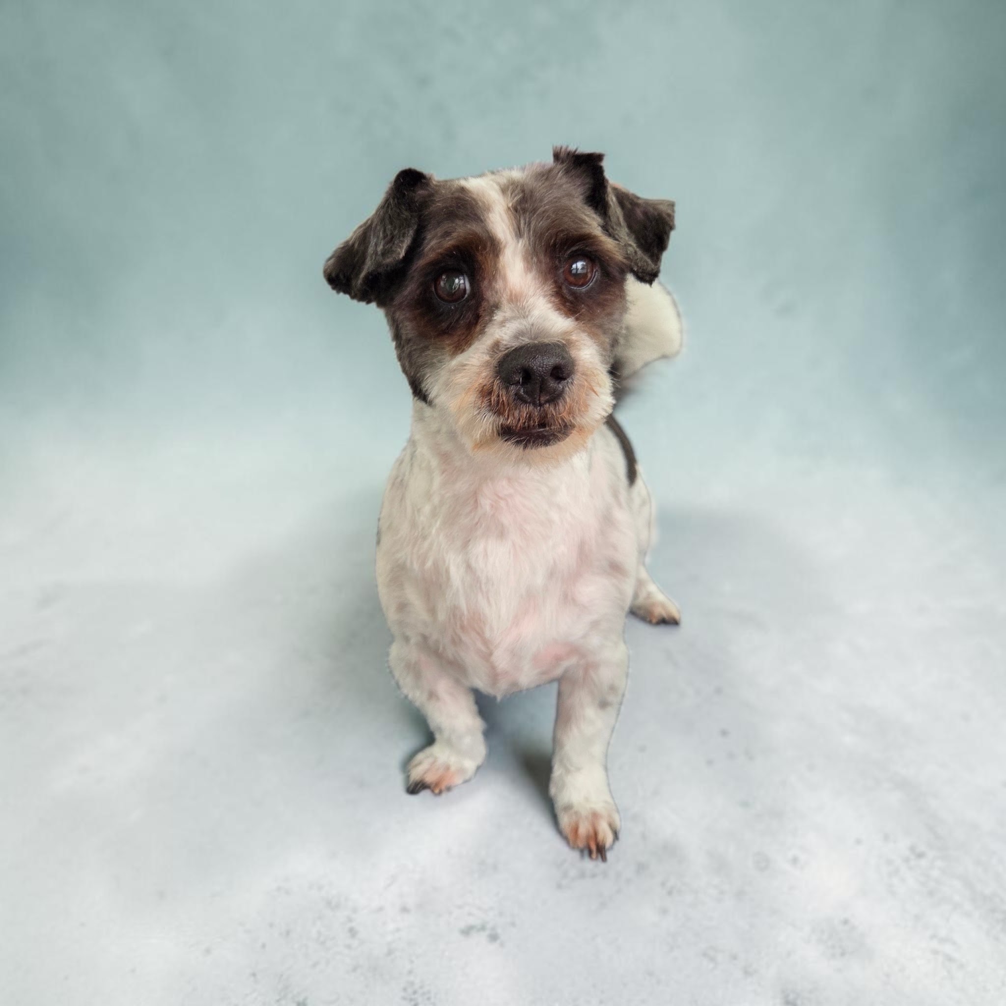 Kleine getrimde hond tegen een mintgroene achtergrond