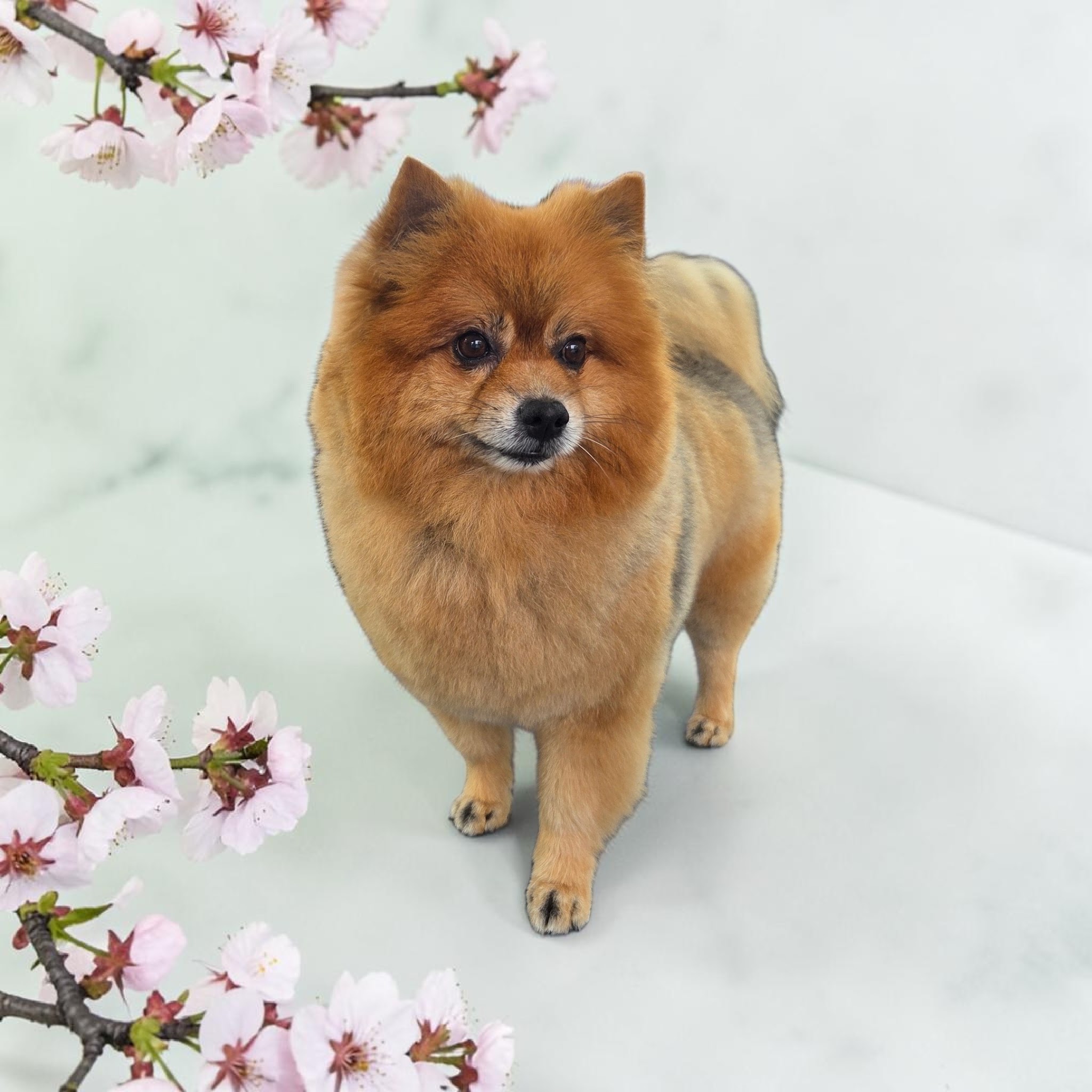 Verzorgde hond tussen roze bloesems