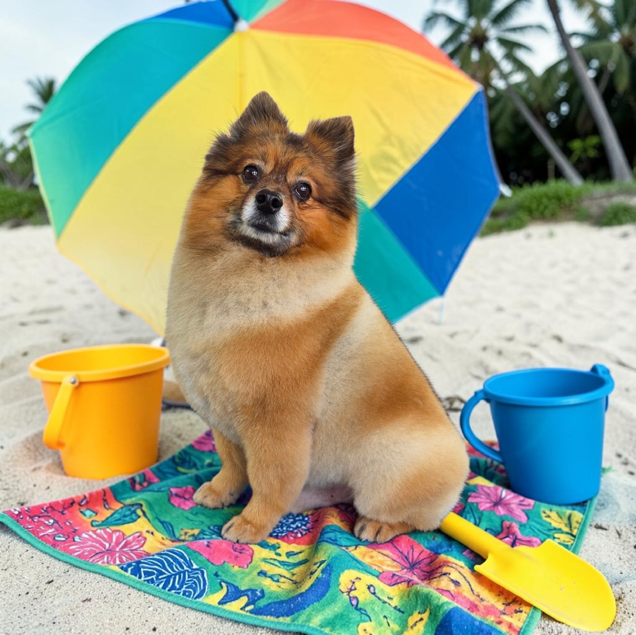 Hond bij een kleurrijke parasol en strandspulletjes