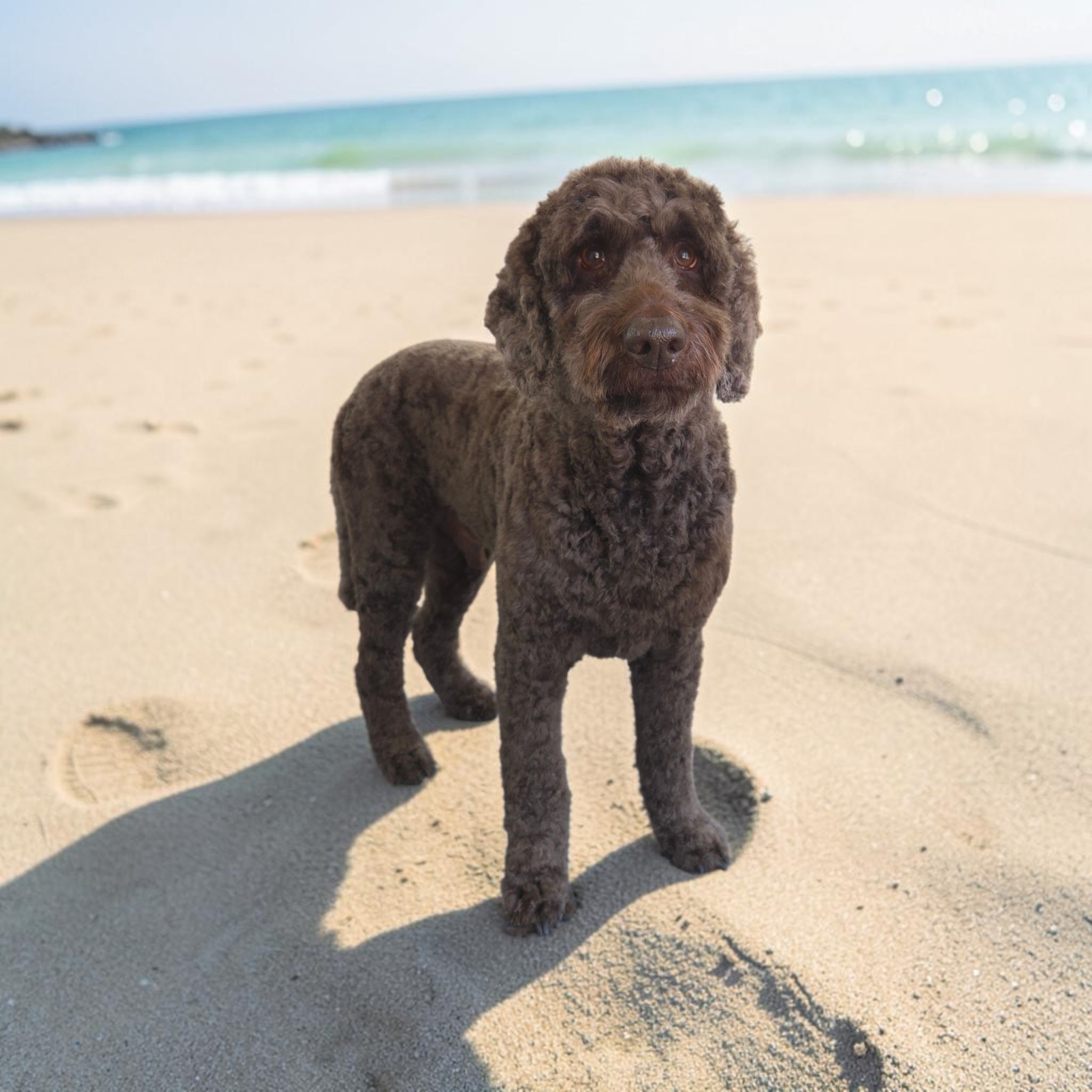 Bruine hond op het strand